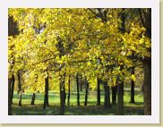 2006-11-16_13-29-29_novembre_112,7mm_1_250_eme_Canon PowerShot A95 * 2592 x 1944 * (914KB)